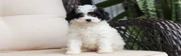 Cavapoo dogs for sale: Joy - Ad 10
