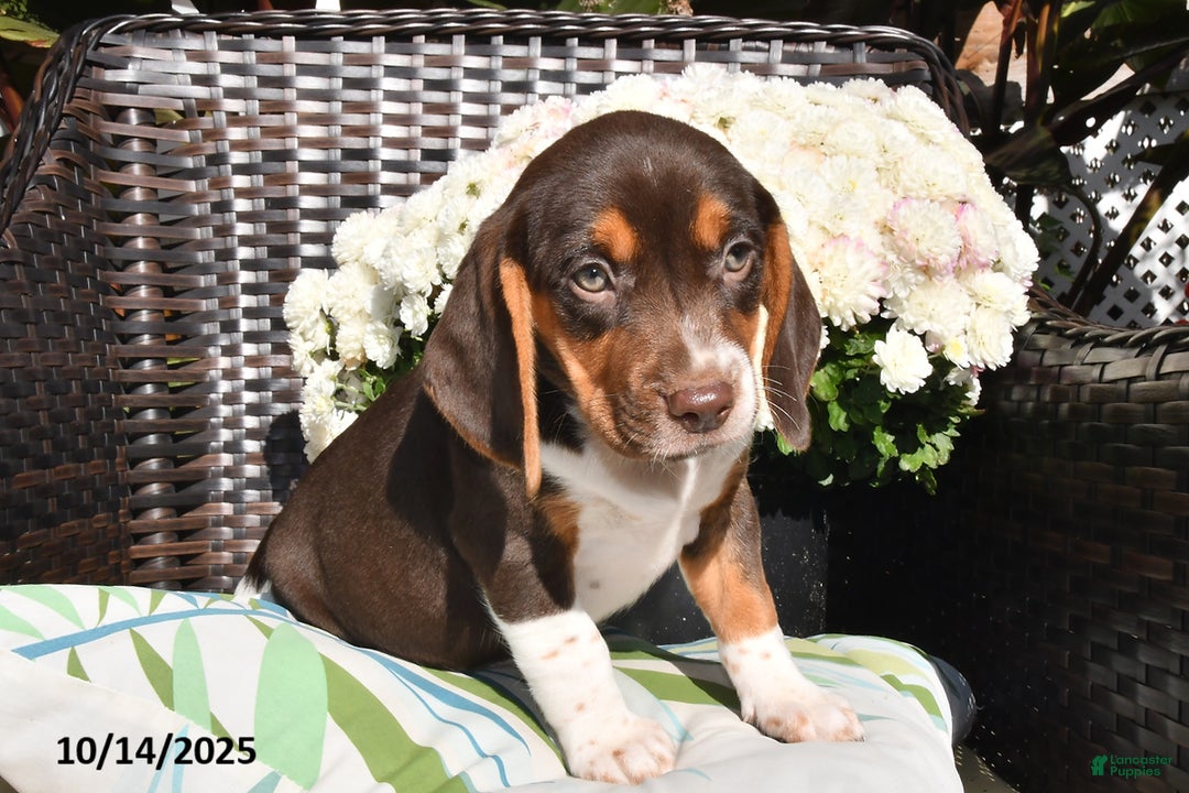 Beagle dogs for sale: Ruby - Ad 1