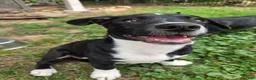 Mixed Breed dogs for sale: R.C Cola - Ad 1
