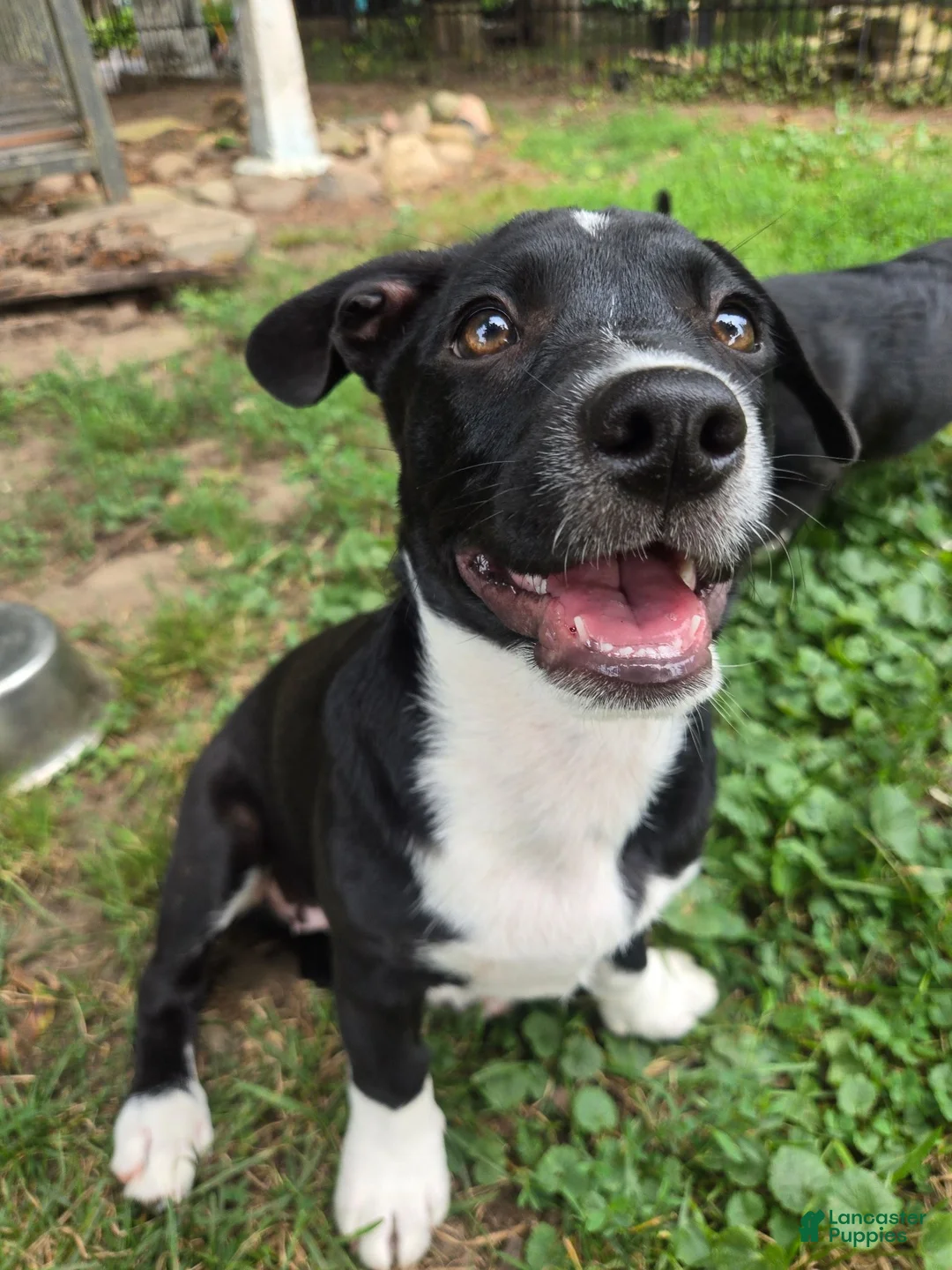 Mixed Breed dogs for sale: R.C Cola - Ad 1
