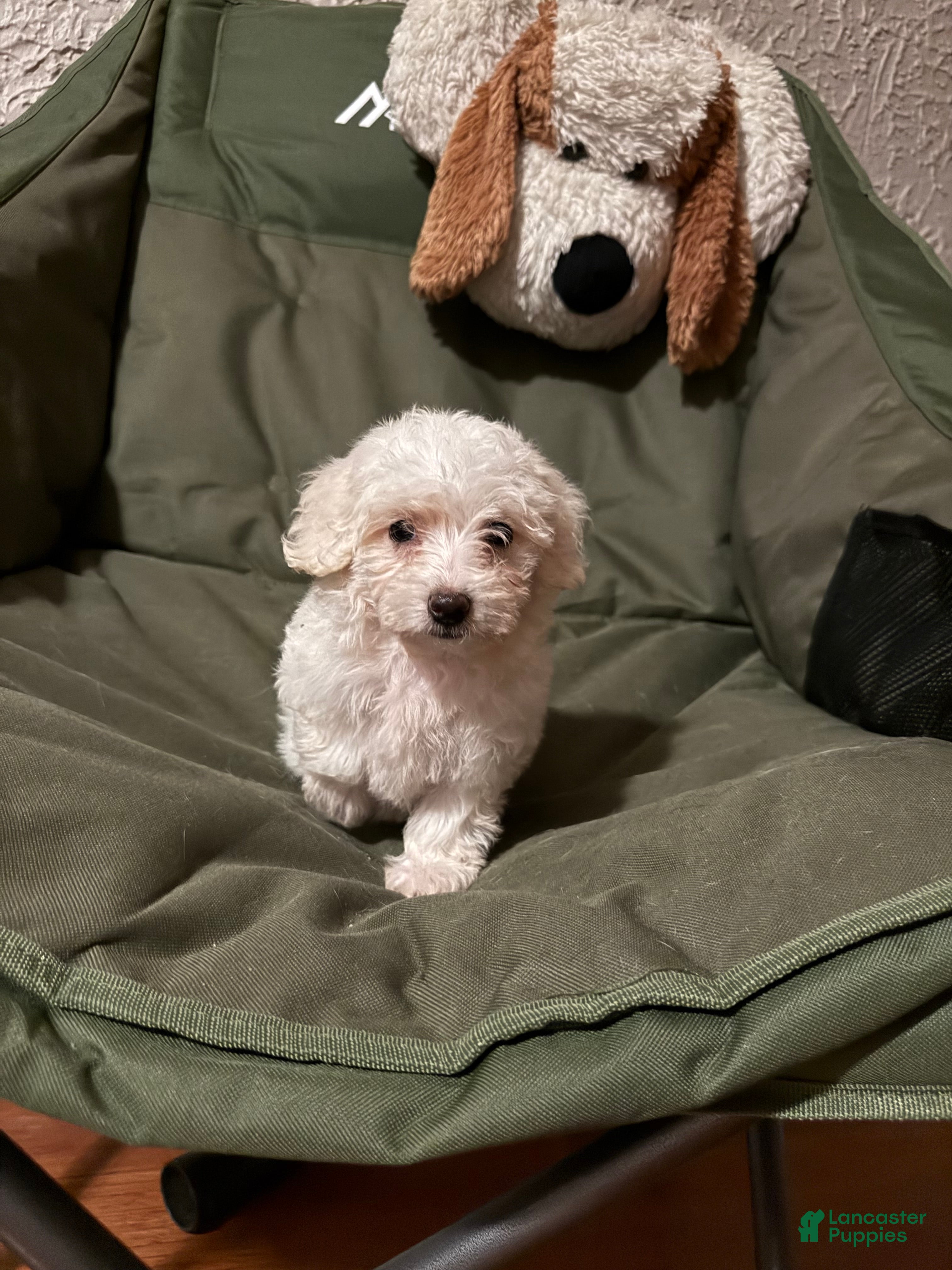 Miniature Poodle dogs Stella - Ad 2