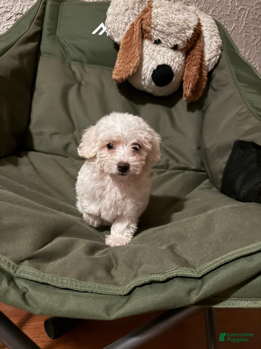 Miniature Poodle dogs for sale: Stella - Ad 2