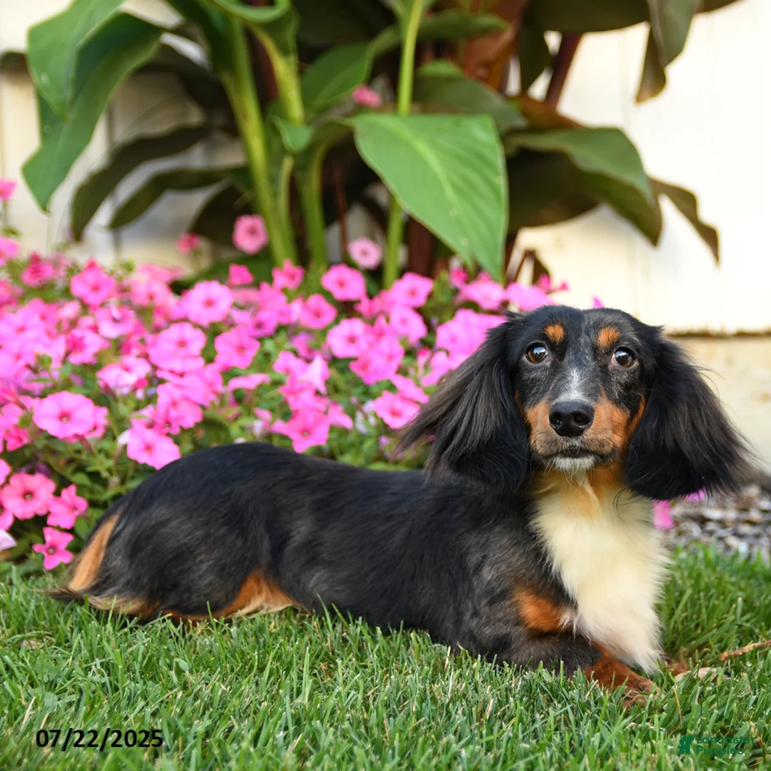 Dachshund dogs for sale: Teddy Bear - Ad 2