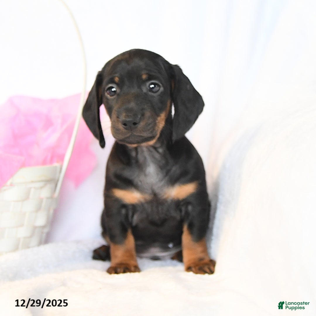 Miniature Dachshund dogs for sale: Duke - Ad 4