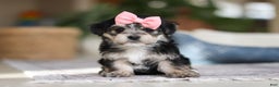 Morkie dogs for sale: Nora - Ad 3