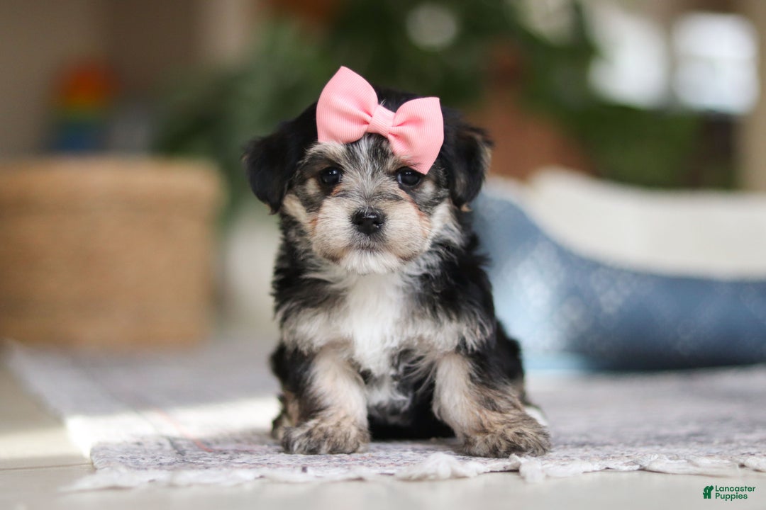Morkie dogs for sale: Nora - Ad 3