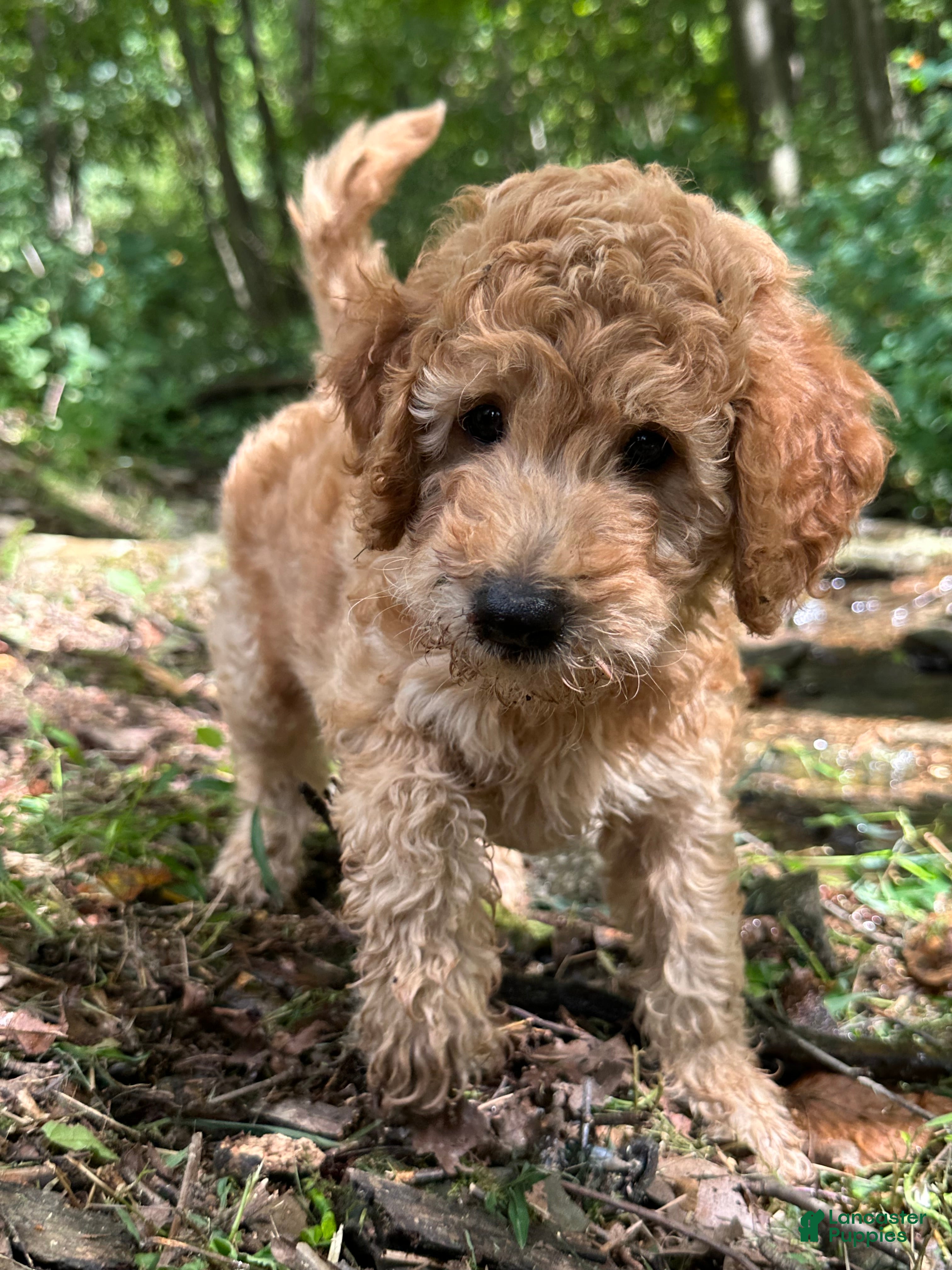 Irish Doodle dogs Duke  - Ad 7