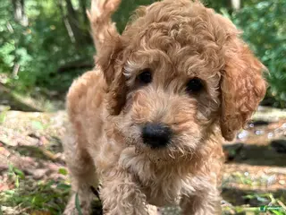Irish Doodle dogs Duke - Ad 7