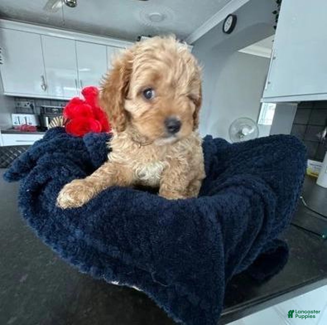 Cavapoo dogs for sale: Jordan - Ad 11