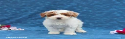 Mini Goldendoodle dogs for sale: Prince  - Ad 4