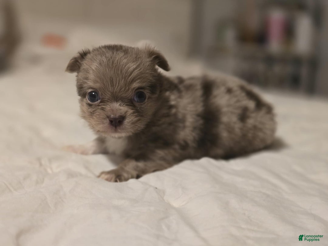 Chihuahua dogs for sale: jake - Ad 2