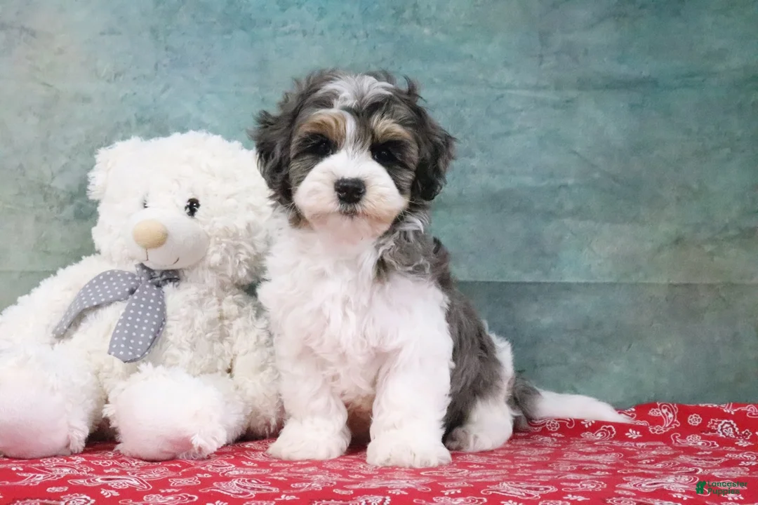 Mini Goldendoodle dogs for sale: Hunter - Ad 1