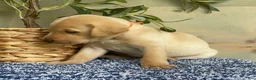 Labrador Retriever dogs for sale: Orange - Ad 2