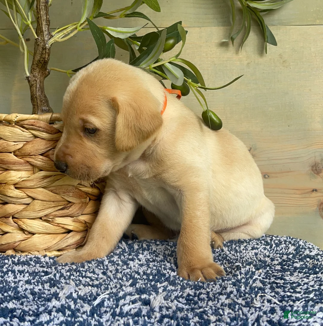 Labrador Retriever dogs for sale: Orange - Ad 2