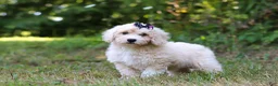 Bichpoo dogs for sale: Sarah - Ad 3