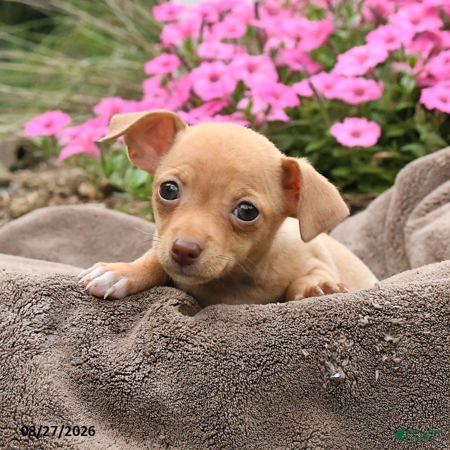 Chihuahua dogs Oatmeal - Ad 2