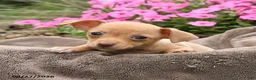 Chihuahua dogs for sale: Oatmeal - Ad 2