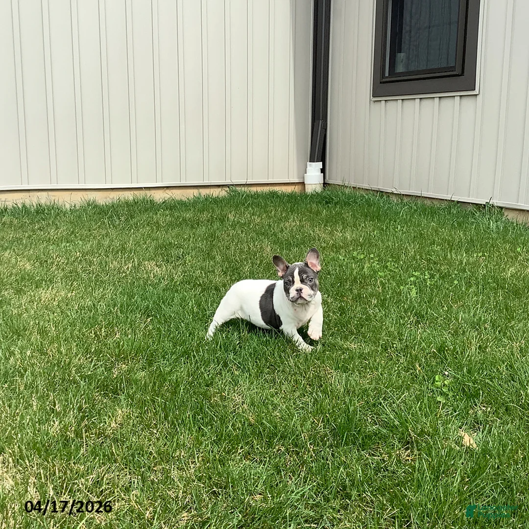 French Bulldog dogs for sale: Duke - Ad 4