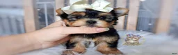 Morkie dogs for sale: Korean Tala - Ad 7