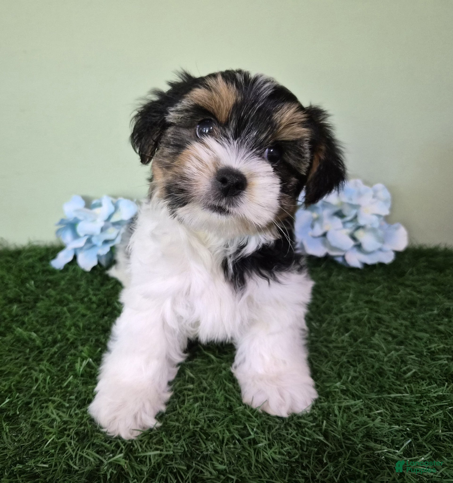 Yorkshire Terrier dogs Milo - Ad 2