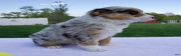 Australian Shepherd dogs for sale: Prince - Ad 5