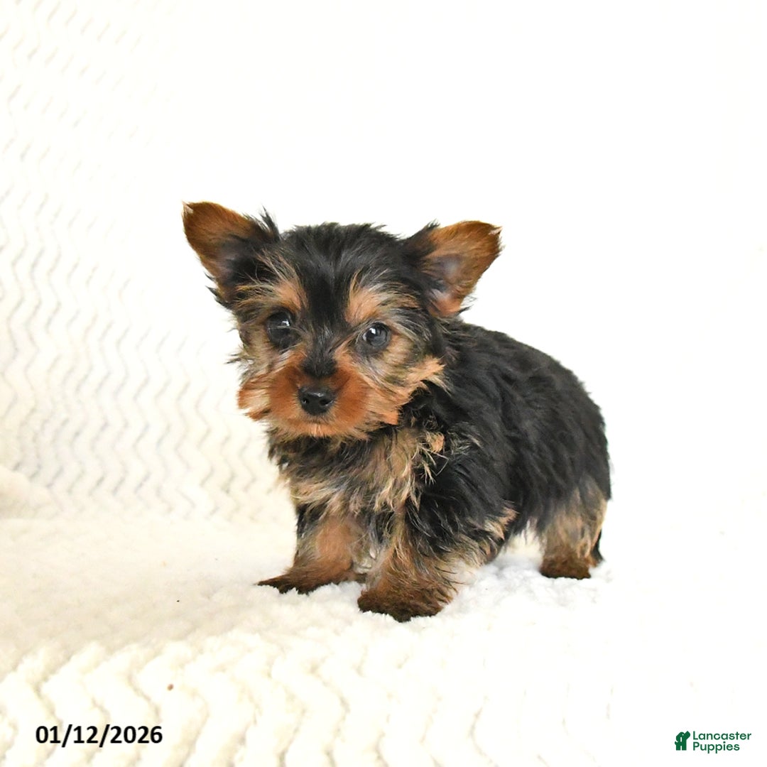Yorkshire Terrier dogs for sale: Arlo - Ad 1
