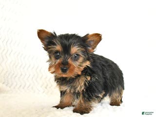 Yorkshire Terrier dogs Arlo - Ad 42