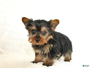Yorkshire Terrier dogs Arlo - Ad 9
