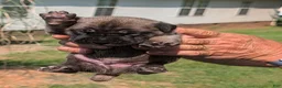 Cane Corso dogs for sale: Cane Corso 11 - Ad 13