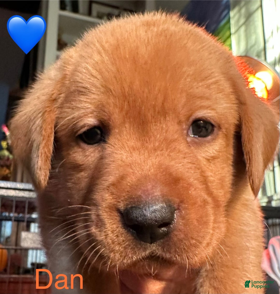 Labrador Retriever dogs for sale: Dan - Ad 1