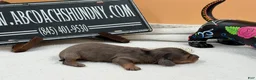 Miniature Dachshund dogs for sale: Rare faux blue dapple GCH ch sired - Ad 2