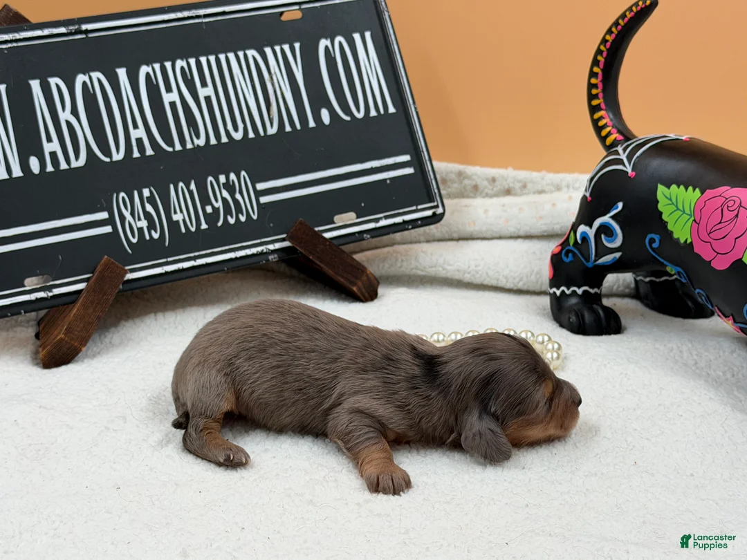 Miniature Dachshund dogs for sale: Rare faux blue dapple GCH ch sired - Ad 2