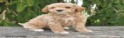 Goldendoodle dogs for sale: Milo - Ad 3