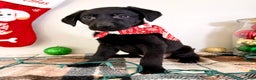 Labrador Retriever dogs for sale: Lady  - Ad 2