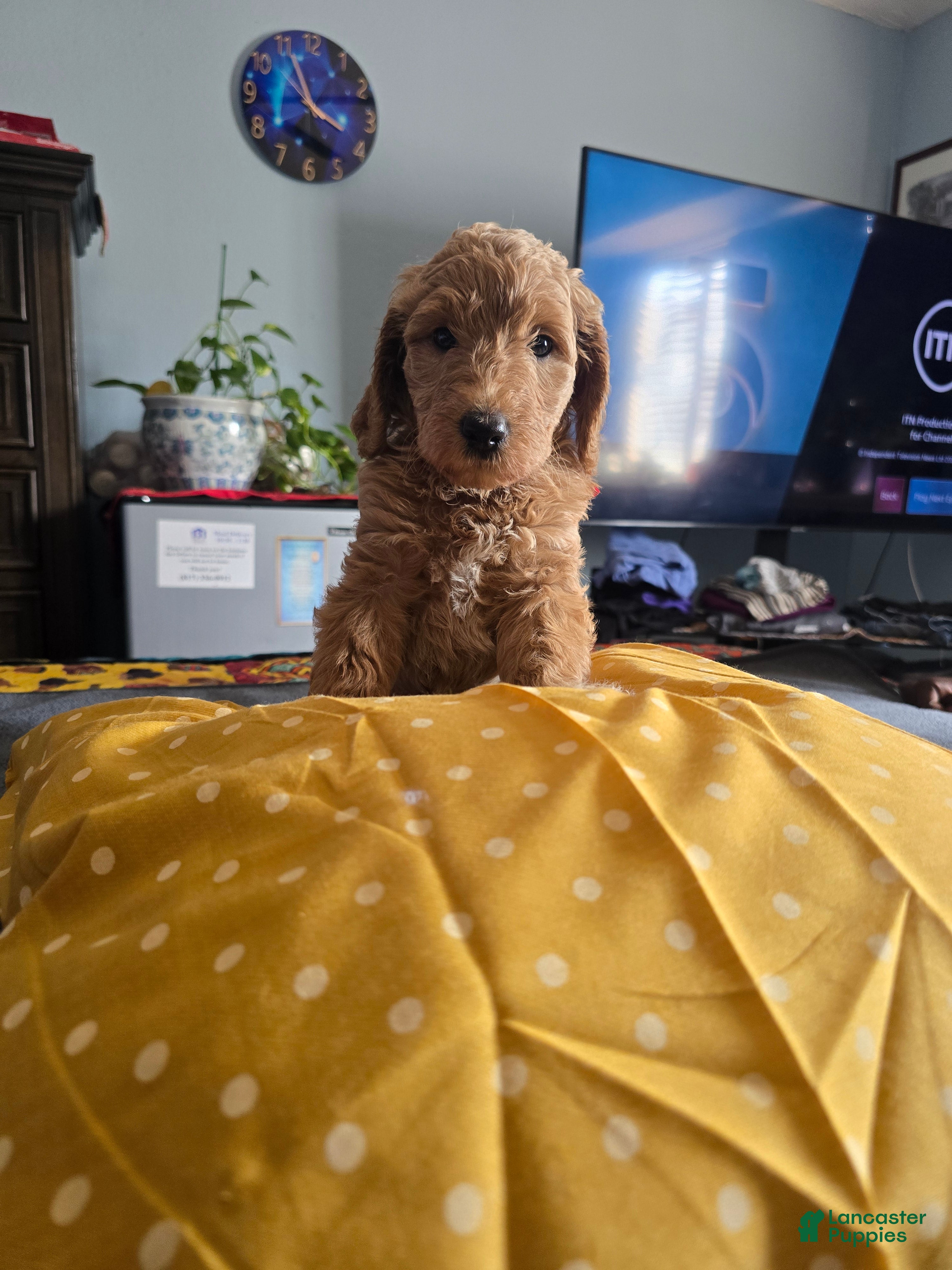 Goldendoodle dogs for sale: Sunshine  - Ad 36