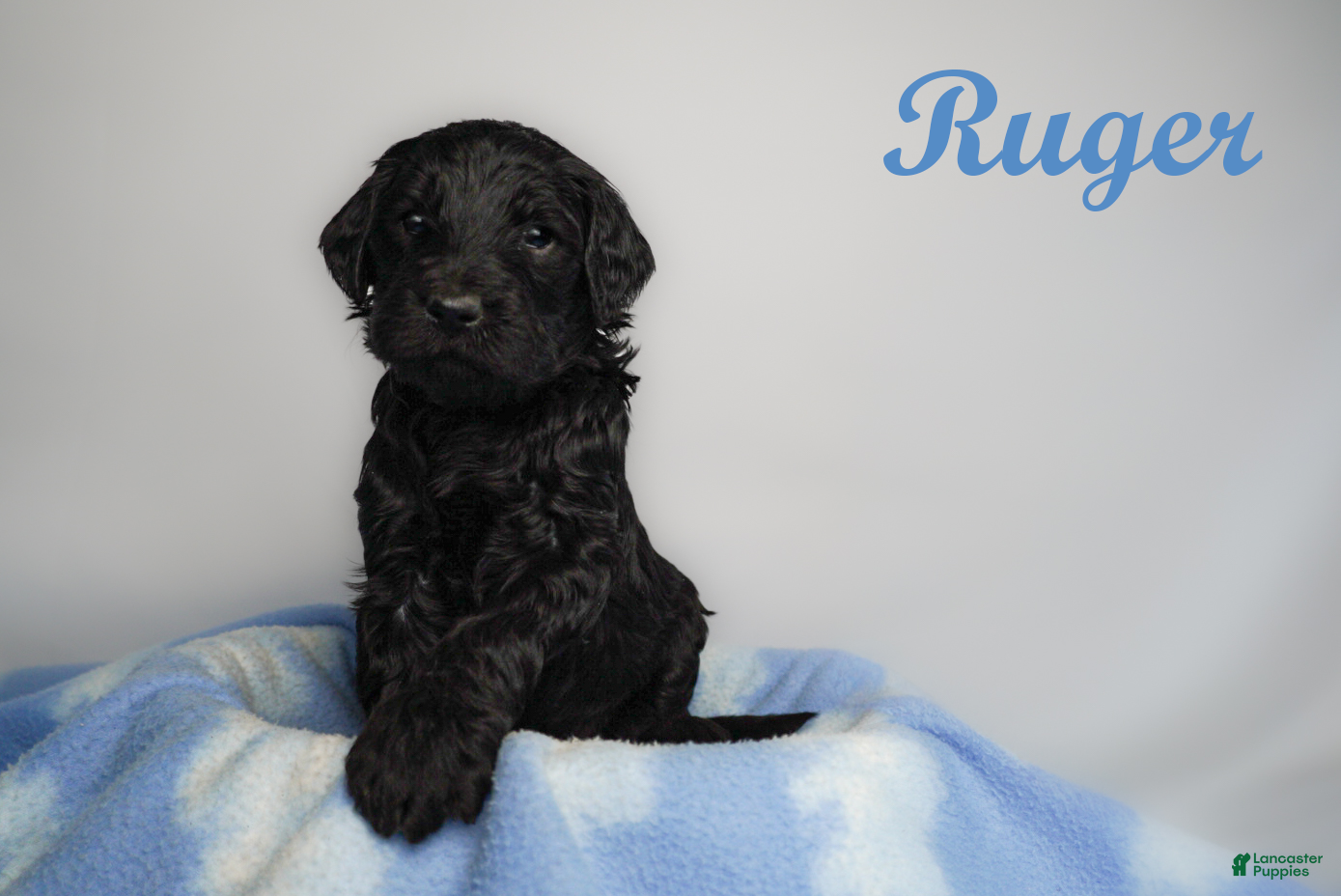 Bernedoodle dogs Steven Bernedoodle Puppy 4 - Ad 26