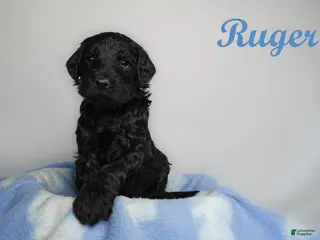 Bernedoodle dogs Steven Bernedoodle Puppy 4 - Ad 26