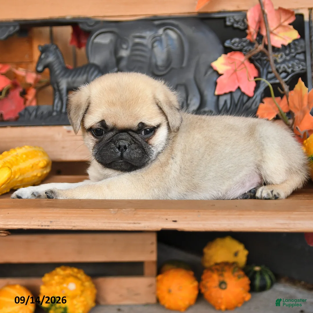 Pug dogs for sale: Blaze - Ad 1