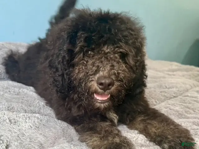 Mini Bernedoodle dogs for sale: Jet - Ad 2