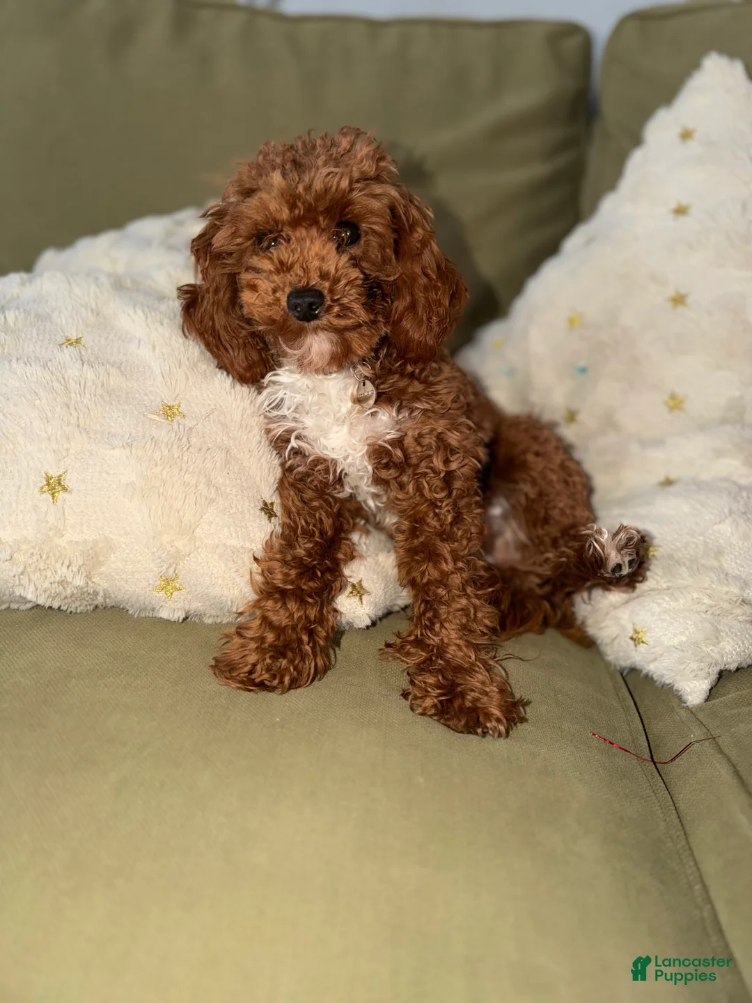 Miniature Poodle dogs for sale: Miniature Poodle Puppy 1 - Ad 2