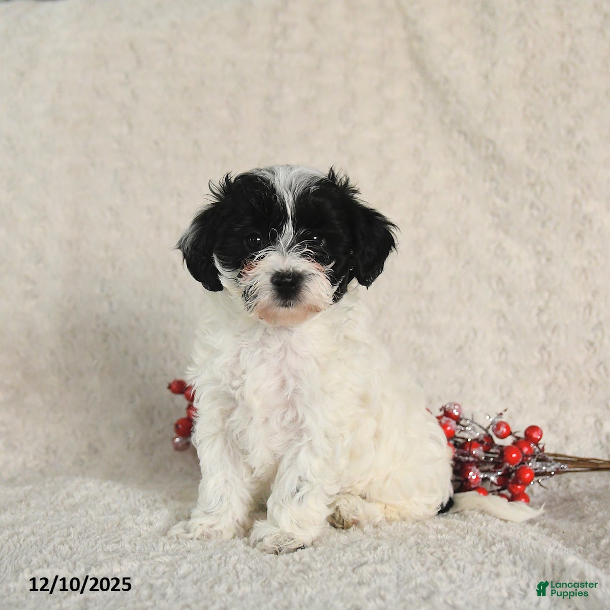 Yorkiepoo dogs Sheryl - Ad 17