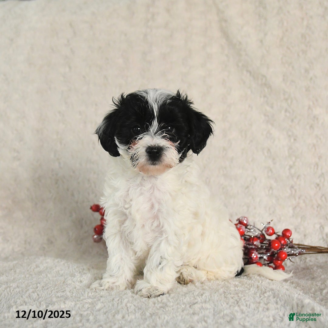 Yorkiepoo dogs for sale: Sheryl - Ad 1