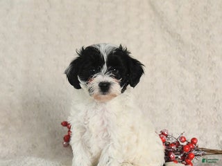 Yorkiepoo dogs Sheryl - Ad 39