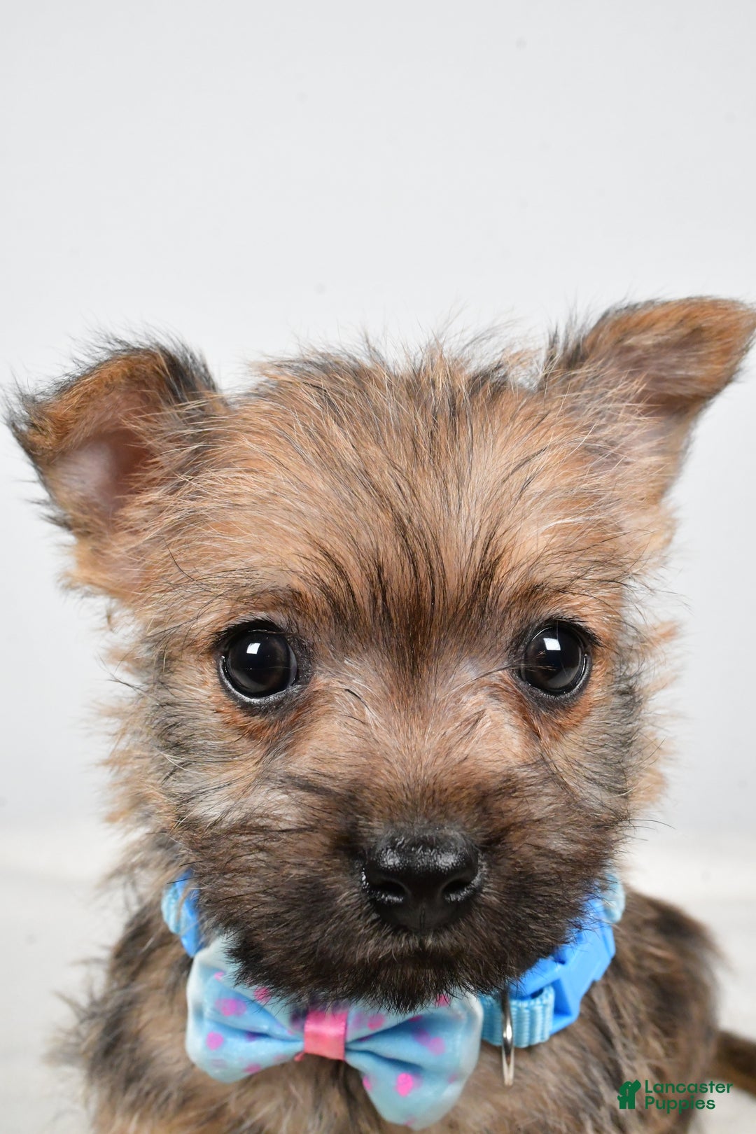 Cairn Terrier dogs for sale: Theodore - Ad 8