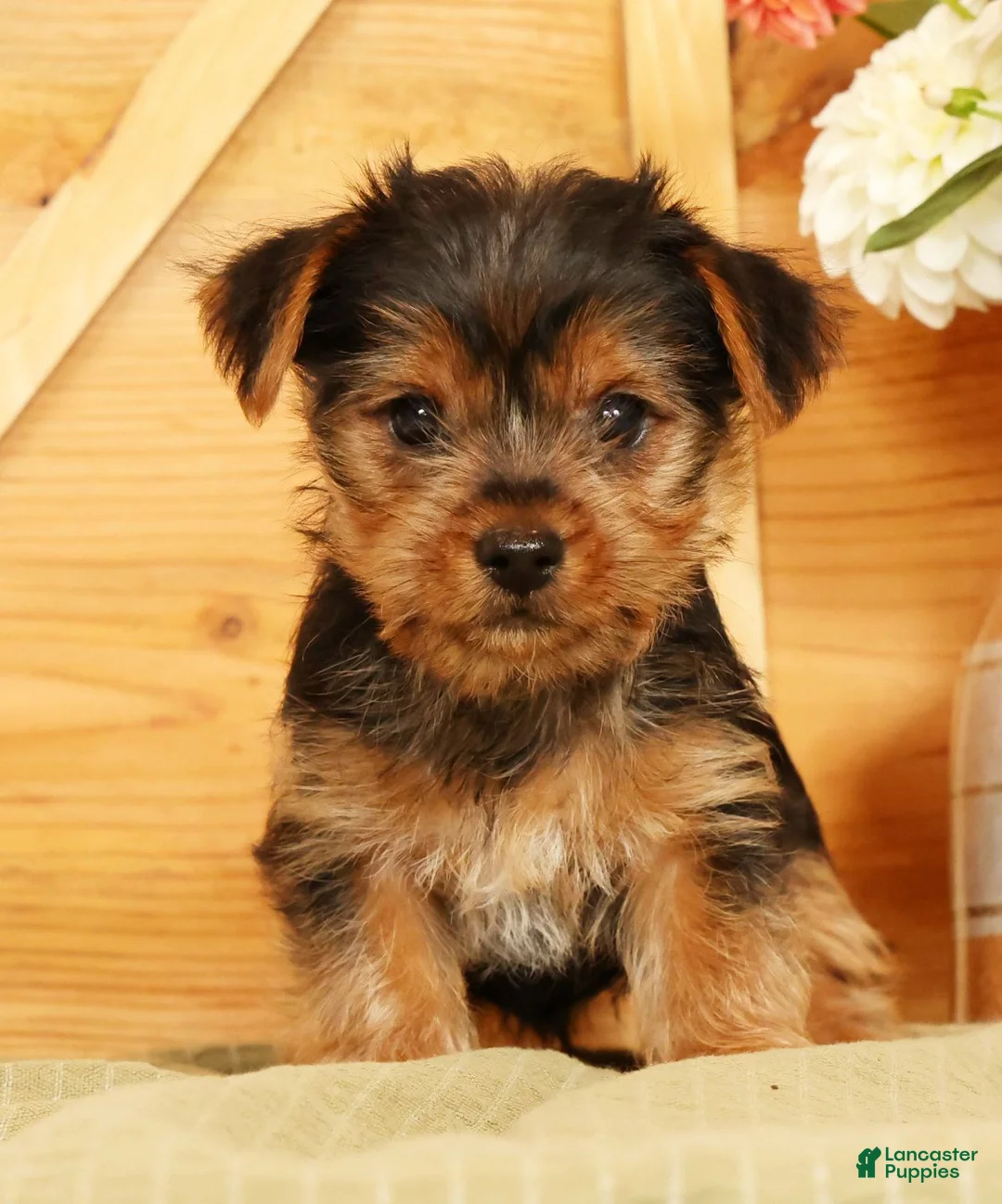 Yorkshire Terrier dogs for sale: Seth - Ad 1
