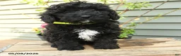 Shihpoo dogs for sale: Bandit - Ad 5