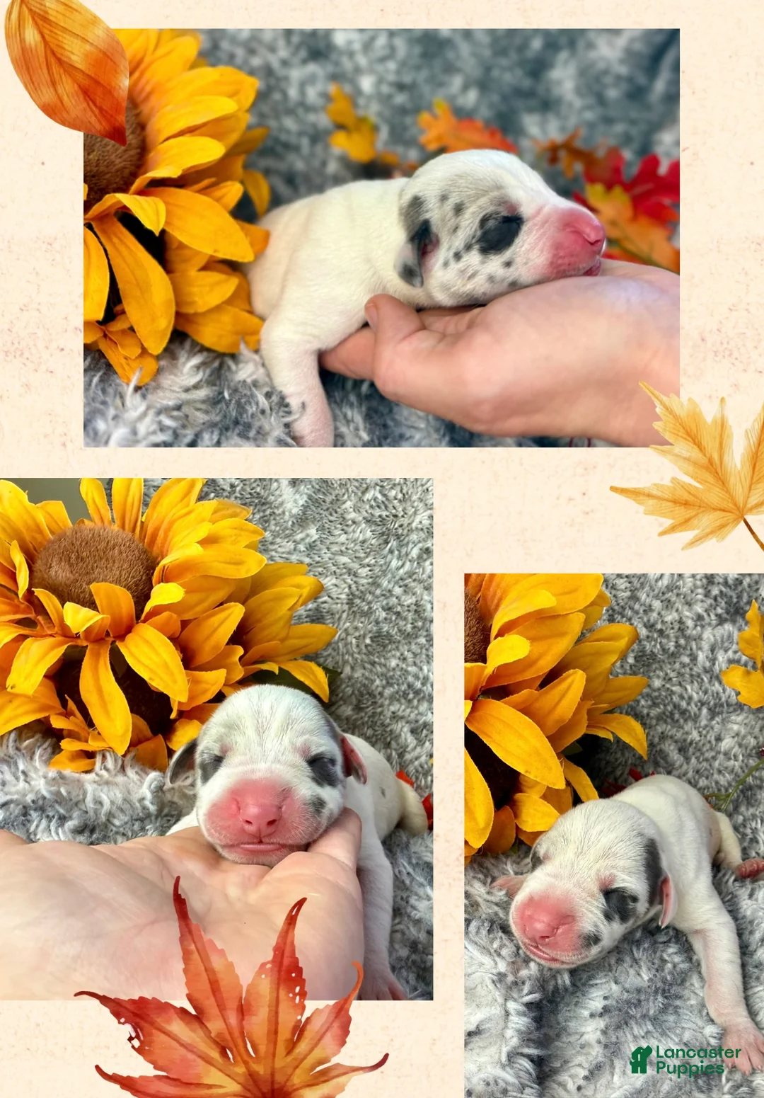 Great Dane dogs for sale: Blue Fawnquin Headed Pied (Heavy Euro) - Ad 16