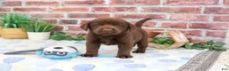 Labrador Retriever dogs for sale: Fudge - Ad 4