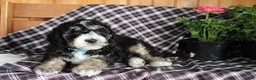 Bernedoodle dogs for sale: Chris - Ad 6
