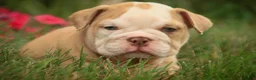 English Bulldog dogs for sale: Tonya English Bulldog  - Ad 1